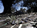 In Portogallo il governo valuta lo stop a coltivazione di olivi (ANSA)