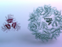 Esempi di architetture di proteine progettate da un software (fonte: Ian Haydon/ UW Medicine Institute for Protein Design) (ANSA)