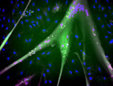Cellule staminali bovine rese immortali esprimono le proteine del muscolo: nucleo in blu, miogenina in magenta, miosina in verde (fonte: Andrew Stout, Tufts University) (ANSA)
