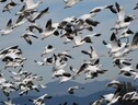 La strategia migratoria degli uccelli condiziona la loro resilienza ai cambiamenti climatici e ambientali (fonte: Pixabay) (ANSA)