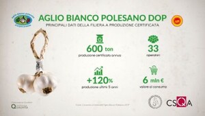 Aglio Bianco Polesano, rinnovato controllo Dop al Csqa (ANSA)