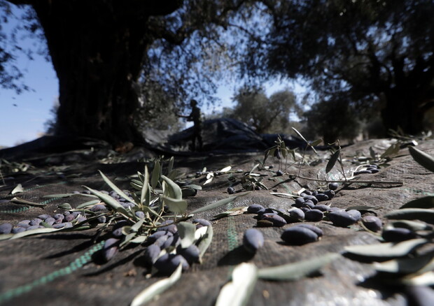 In Portogallo il governo valuta lo stop a coltivazione di olivi © EPA