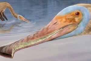 Ricostruzione artistica dell pterosauro Balaenognathus maeuseri. I resti fossili indicano che aveva oltre 480 denti (fonte: Megan Jacobs) (ANSA)