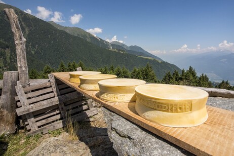 Torna la mostra del Bitto in Valtellina, 100 formaggi in gara