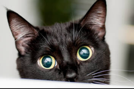 Un gatto nero foto iStock.