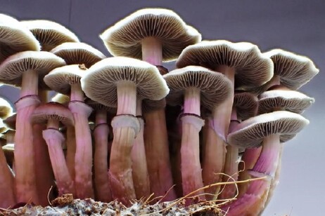 Una coltivazione di 'funghi magici' (fonte: Alistair McTaggart)