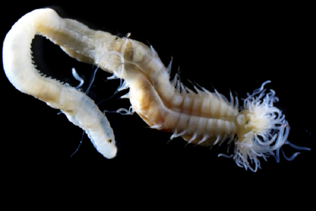 Il verme marino fluorescente Polycirrus onibi, il cui nome evoca quello degli onibi, le creature spettrali del folklore giapponese (fonte: Naoto Jimi, Nagoya University)