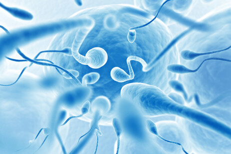 La chiave dell'infertilità maschile è in un gene mancante (fonte: rez-art, iStock)