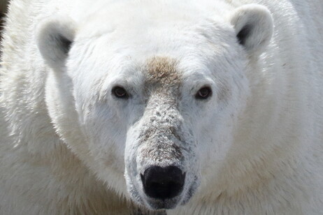Un orso bianco nella regione occidentale della Baia di Hudson (fonte: David McGeachy)