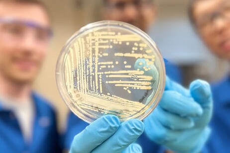 Colonie di Klebsiella pneumoniae, uno dei atteri resistenti agli antibiotici che la cresomicina riesce a combattere (fonte: Myers Research Group/Harvard University)