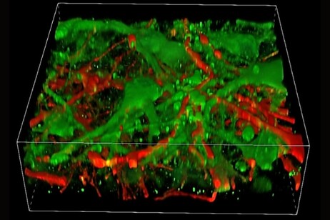 Ricostruzione in 3D del tessuto cerebrale stampato con strati colorati in verde e rosso. (Yan et al., Cellule staminali, 2024)