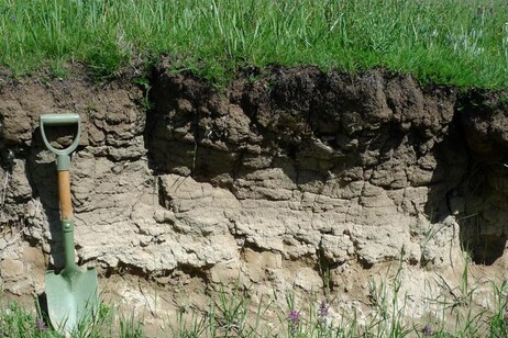 Nel terreno la fascia sottostante più chiara contiene carbonio inorganico sotto forma di carbonato di calcio (fonte: Zhang Ganlin)