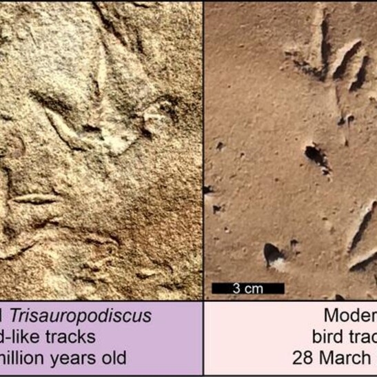 Le misteriose impronte a tre dita confrontate con quelle degli uccelli moderni (fonte: Abrahams et al., CC-BY 4.0)