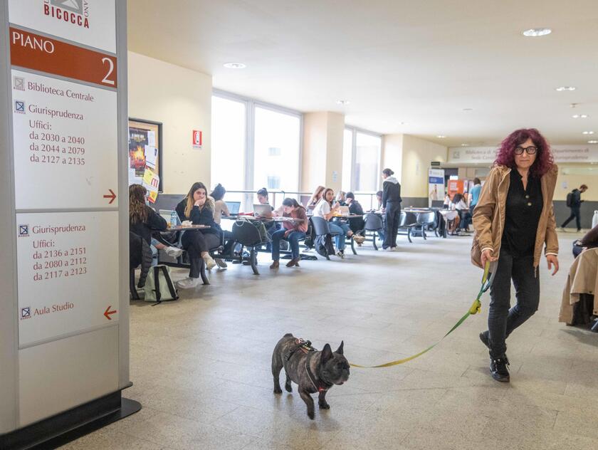Rivoluzione universita ' Bicocca: cani e gatti potranno stare in ufficio insieme ai padroni - RIPRODUZIONE RISERVATA