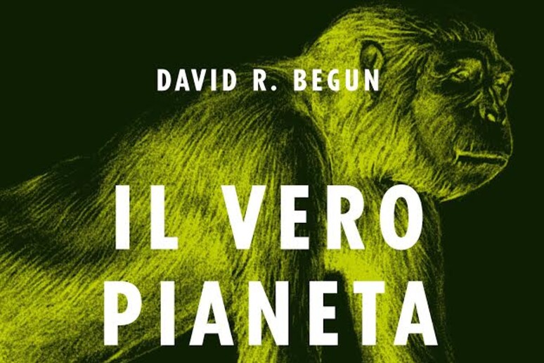 'Il vero pianeta delle scimmie ' (Hoepli, 262 pagine, 14,99 euro) di David R. Begun - RIPRODUZIONE RISERVATA