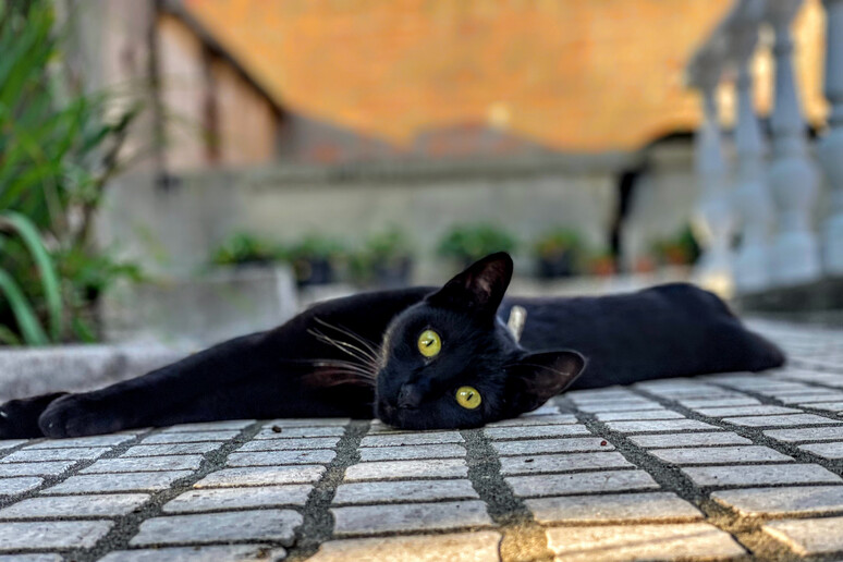 black cat iStock. - RIPRODUZIONE RISERVATA