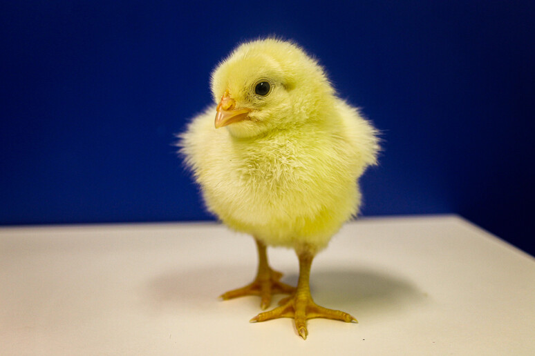 I polli non sono tutti uguali, ce ne sono di  'intelligenti ' - RIPRODUZIONE RISERVATA