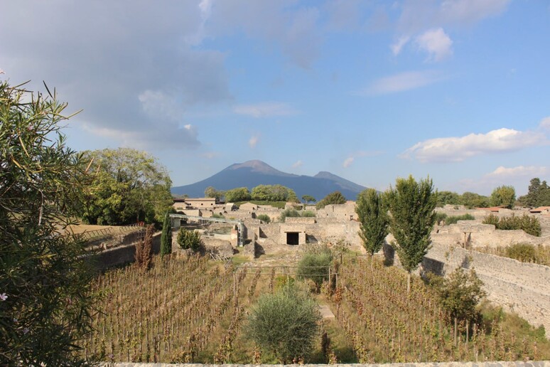 L 'olio prodotto dal Parco archeologico di Pompei diventa Igp - RIPRODUZIONE RISERVATA