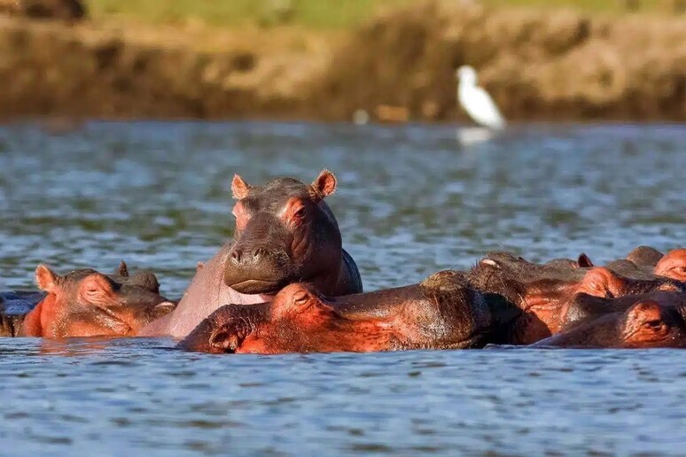 Esemplari di Hippopotamus amphibus (fonte: Sapienza) - RIPRODUZIONE RISERVATA