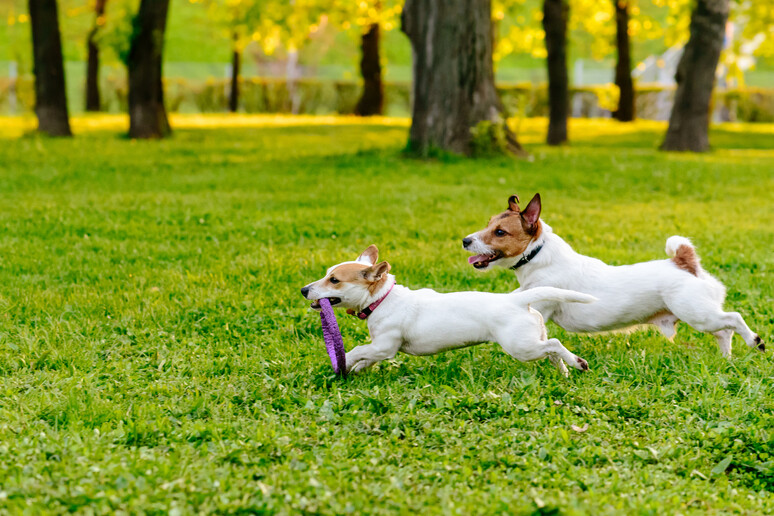Due cani giocano al parco foto iStock. - RIPRODUZIONE RISERVATA