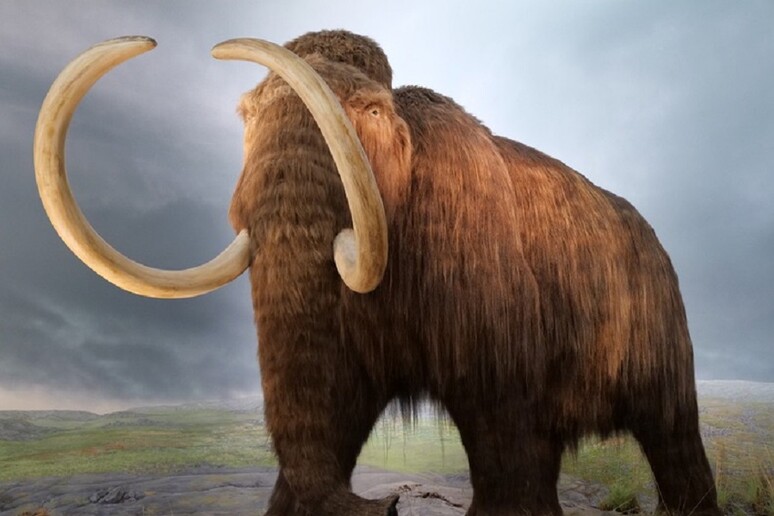 Rappresentazione artistica di un mammut (fonte: Wikimedia Commons) - RIPRODUZIONE RISERVATA