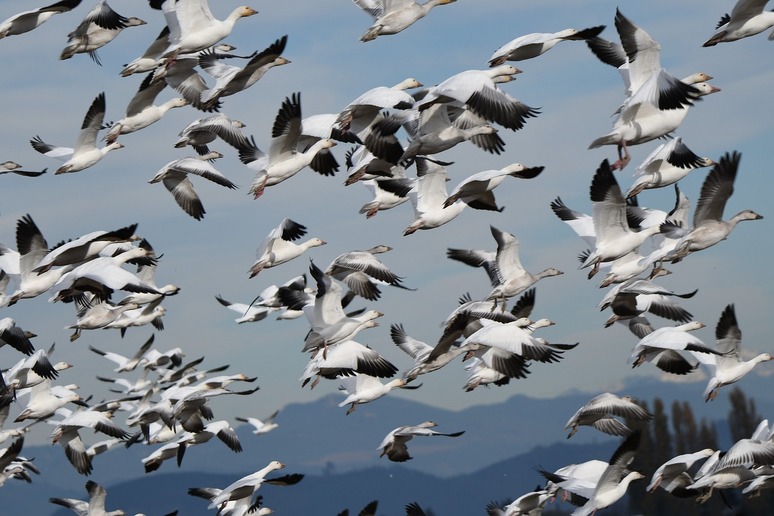 La strategia migratoria degli uccelli condiziona la loro resilienza ai cambiamenti climatici e ambientali (fonte: Pixabay) - RIPRODUZIONE RISERVATA