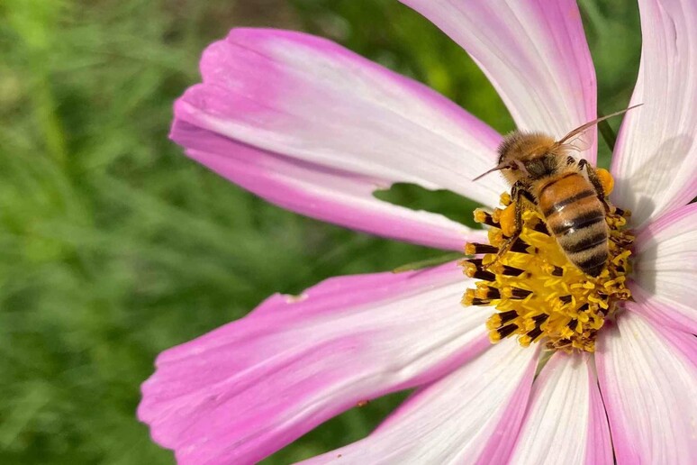 Solstizio nella Rete degli orti botanici della Lombardia_Citt� amiche dei fiori e delle api - RIPRODUZIONE RISERVATA