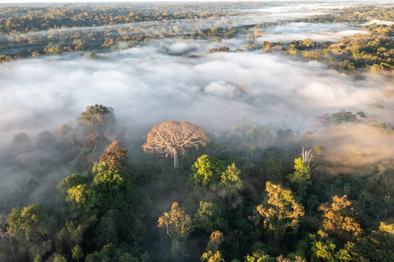 La foresta amazzonica potrebbe raggiungere un punto critico entro il 2050 (fonte: Andre Dib) -     RIPRODUZIONE RISERVATA