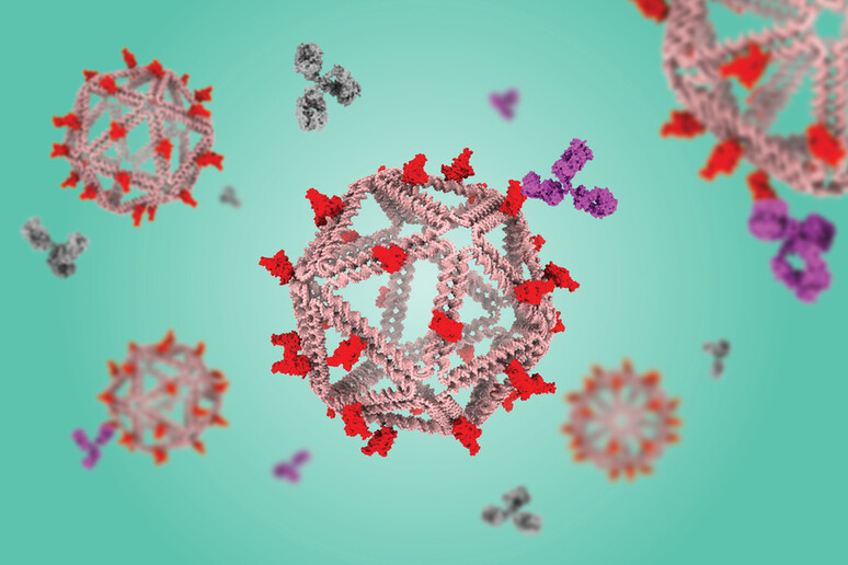 Rappresentazione grafica di gabbie di Dna che trasportano antigeni, imitando la struttura di un virus (fonte: The Bathe Lab) -     RIPRODUZIONE RISERVATA