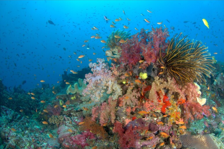 Una barriera corallina nelle acque poco profonde delle isole Fiji (fonte:  Chris Roelfsema) -     RIPRODUZIONE RISERVATA
