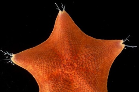 La singolare simmetria delle stelle marine ha reso difficile ricostruire l'evoluzione di questi animali (fonte: Laurent Formery)
