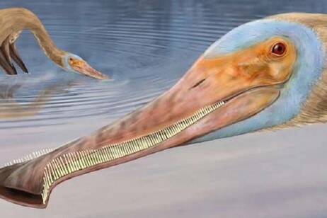 Ricostruzione artistica dell pterosauro Balaenognathus maeuseri. I resti fossili indicano che aveva oltre 480 denti (fonte: Megan Jacobs)
