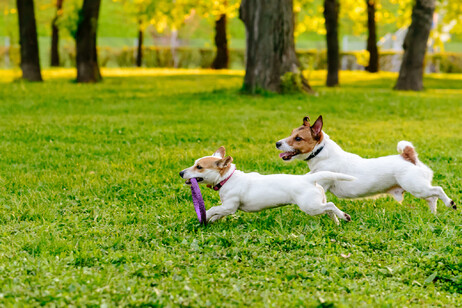 Due cani giocano al parco foto iStock.