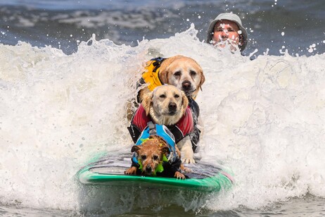 Cani surfisti, sulle onde in California i campionati del mondo