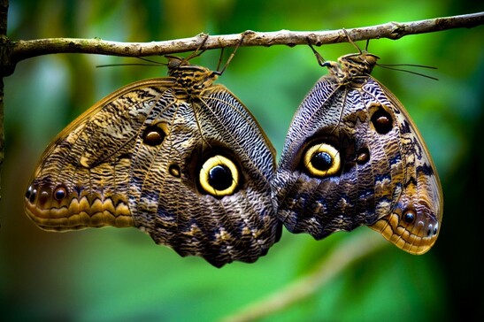 Il Dna delle farfalle è inalterato da 250 milioni di anni (fonte: Edwin Dalorzo, Flickr)