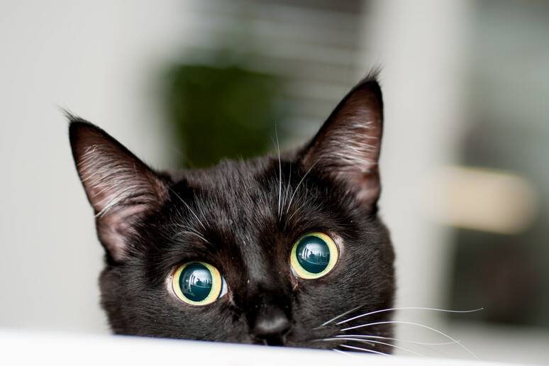 Un gatto nero foto iStock. - RIPRODUZIONE RISERVATA