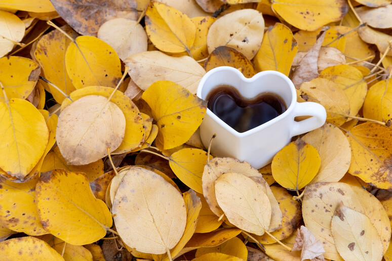Foglie cadute e cioccolata calda per il mood d 'autunno foto iStock. - RIPRODUZIONE RISERVATA